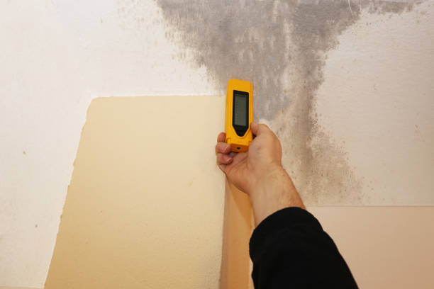 Reliable Emerald Lake Hills, CA Mold Removal Solutions