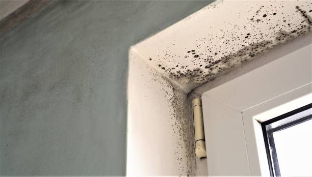 Best Forensic Mold Investigation  in Emerald Lake Hills, CA