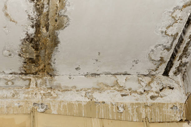 Mold Odor Removal Services in Emerald Lake Hills, CA