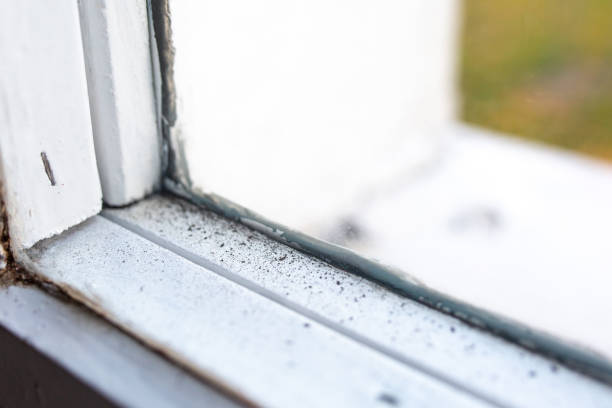  Emerald Lake Hills, CA Mold Removal Pros