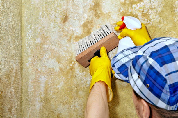 Best Mold Odor Removal Services  in Emerald Lake Hills, CA