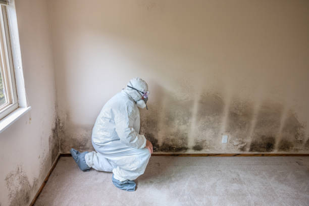 Best Mold Damage Restoration  in Emerald Lake Hills, CA
