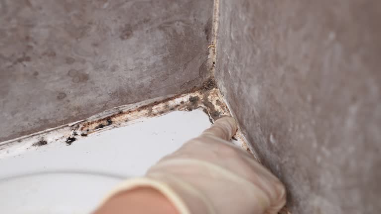 Best Comprehensive Air Testing for Mold Contaminants  in Emerald Lake Hills, CA